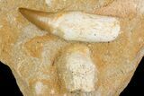 Rooted Mosasaur (Eremiasaurus) Tooth In Rock #113581-1